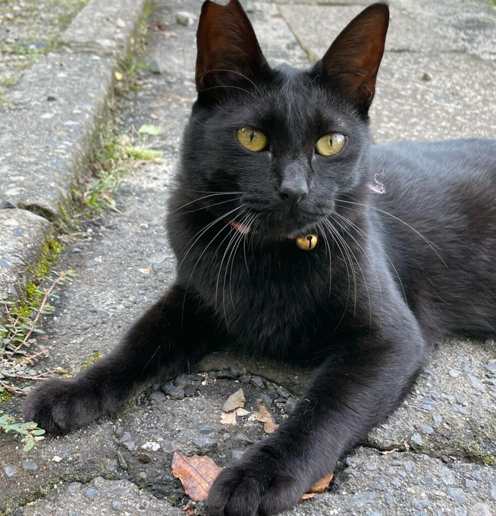 唐湊の黒猫、名前はクロちゃん