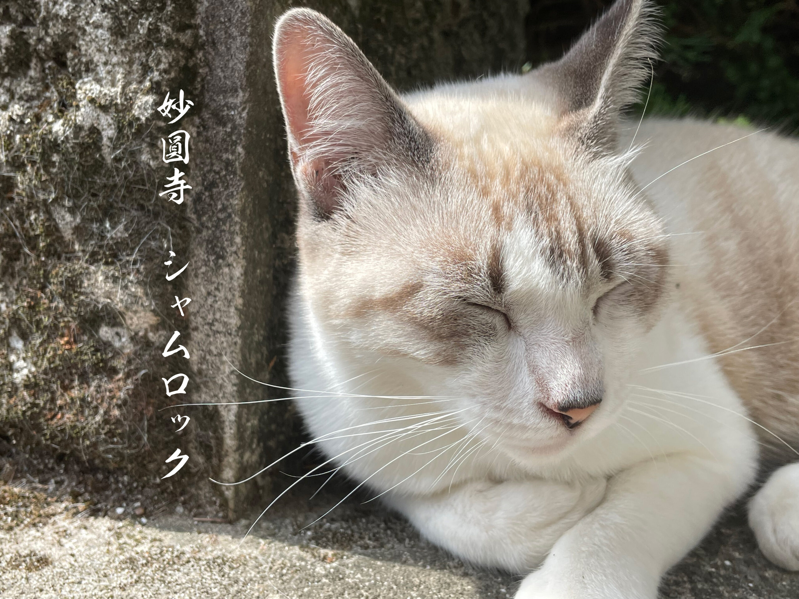 シャムちゃんのシャムロックな、お・も・む・き part2