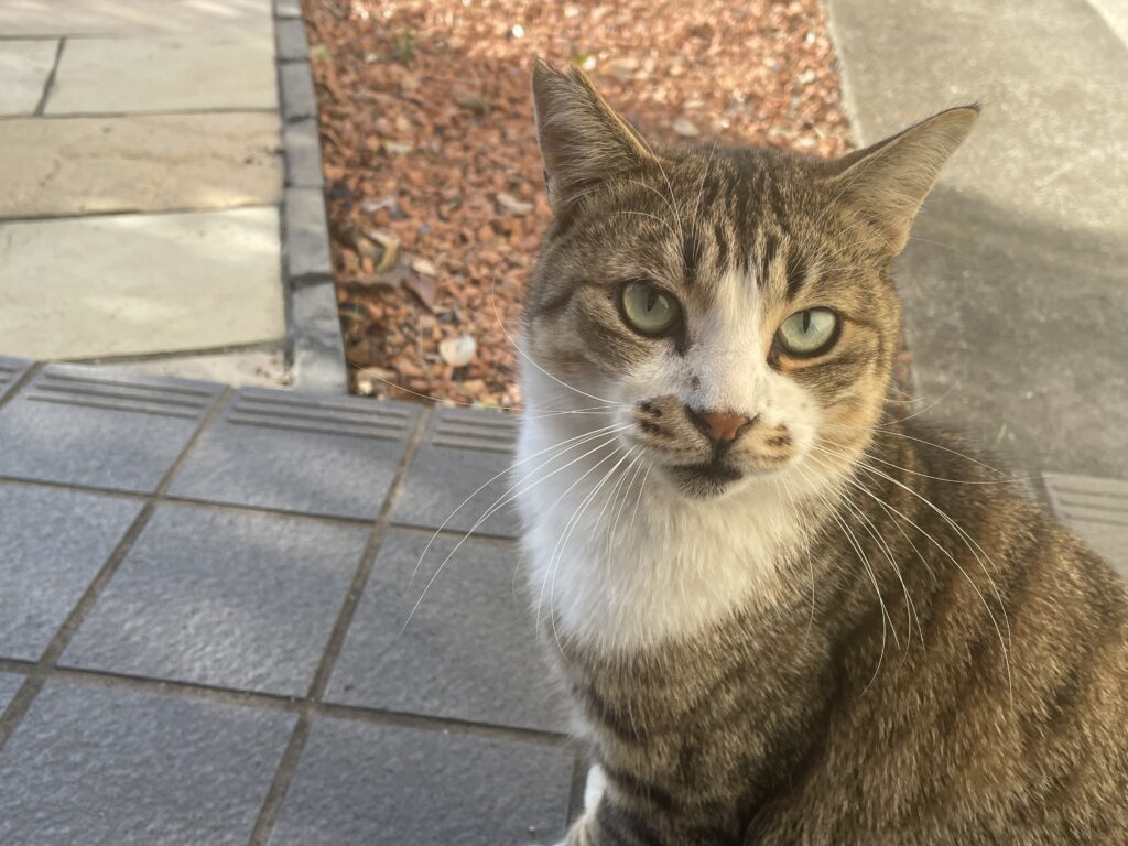 妙圓寺に住んでいる とらちゃん